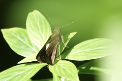 Notocrypta