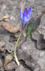 Crocus speciosus