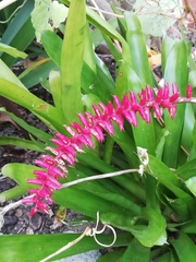 Aechmea gamosepala