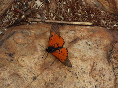 Acraea horta
