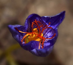 Crocus speciosus