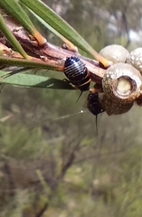 Ellipsidion australe