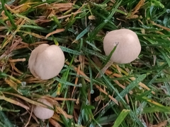 Conocybe apala