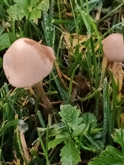 Conocybe apala
