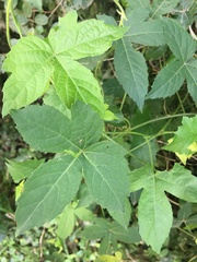 Dalechampia capensis