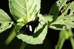 Notocrypta