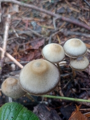 Psilocybe serbica