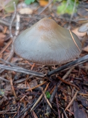 Psilocybe serbica