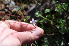 Viola hederacea