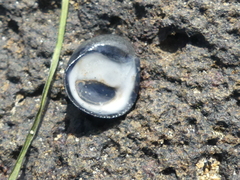 Nerita atramentosa