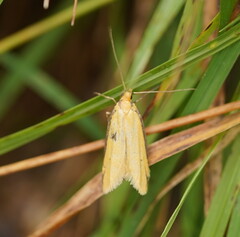 Philobota protecta