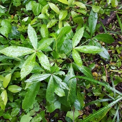Pseudopanax crassifolius × lessonii