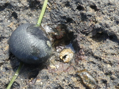 Nerita atramentosa