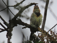 Trachyphonus vaillantii