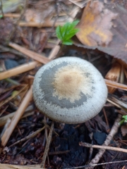 Psilocybe serbica