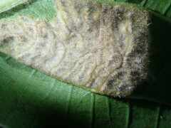 Aceria erinea