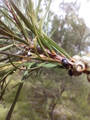 Melaleuca paludicola