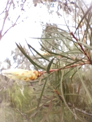 Melaleuca paludicola