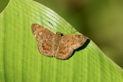 Pseudocoladenia dan