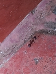Pheidole indica