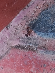 Pheidole indica