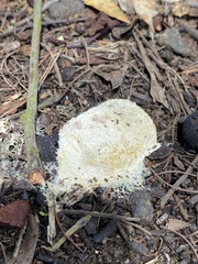 Fuligo septica