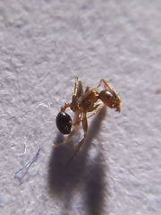 Pheidole indica