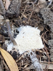 Fuligo septica