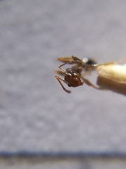 Pheidole indica