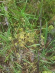 Drosera auriculata