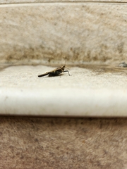 Eucriotettix oculatus