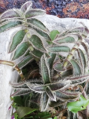 Cyanotis somaliensis