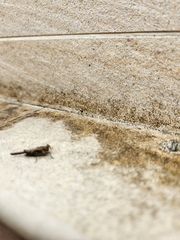 Eucriotettix oculatus