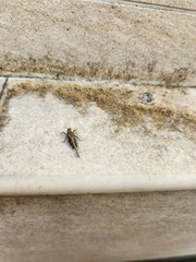 Eucriotettix oculatus