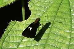 Notocrypta paralysos