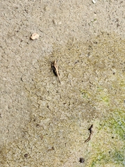 Eucriotettix oculatus