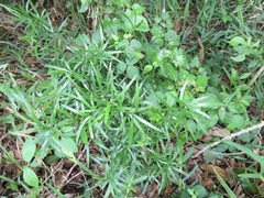 Asparagus falcatus