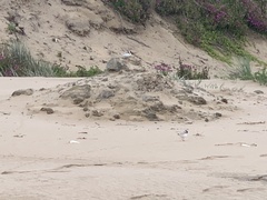 Thinornis cucullatus