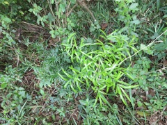 Asparagus falcatus