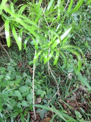 Asparagus falcatus