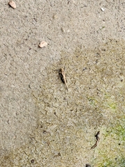 Eucriotettix oculatus