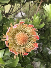 Protea roupelliae roupelliae