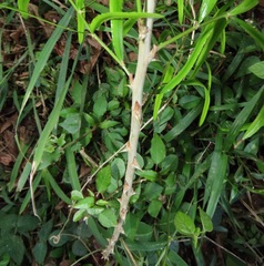 Asparagus falcatus