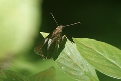 Notocrypta
