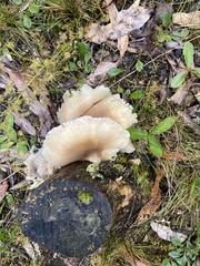 Omphalotus nidiformis