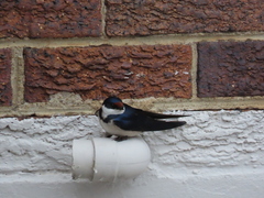 Hirundo albigularis