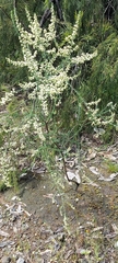 Olearia tubuliflora
