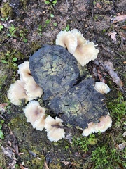 Omphalotus nidiformis