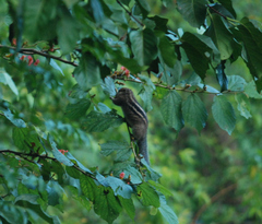 Funambulus tristriatus