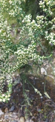 Olearia tubuliflora